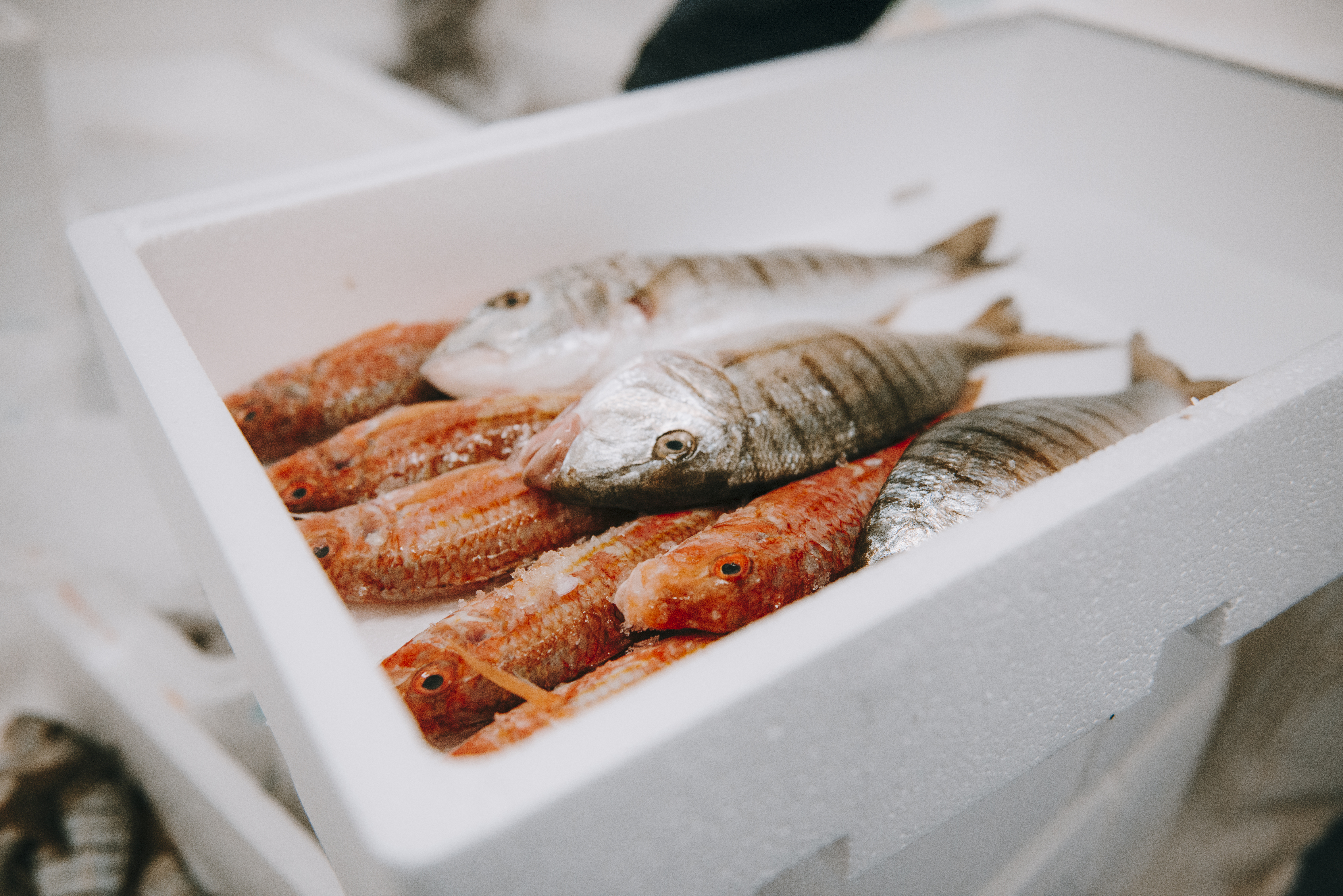 L’Esperto risponde. I professionisti del pesce al tuo servizio.