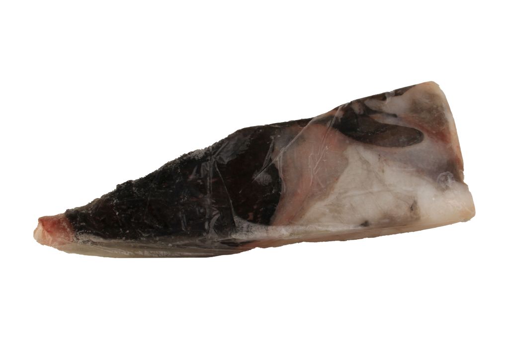 CODA RANA PESCATRICE OCEANICA SUD AFRICA 1500+ C/P