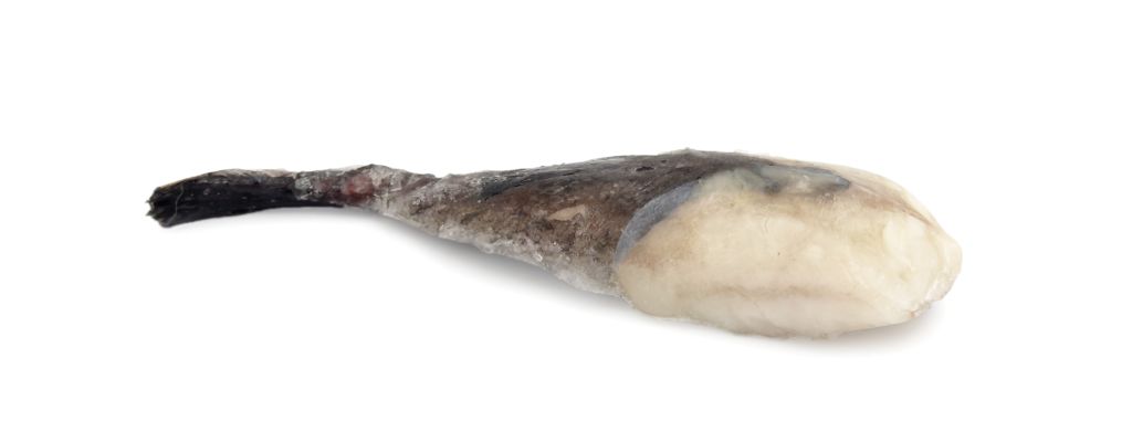 RANA PESCATRICE OCEANICA CODA C/PELLE 100/250