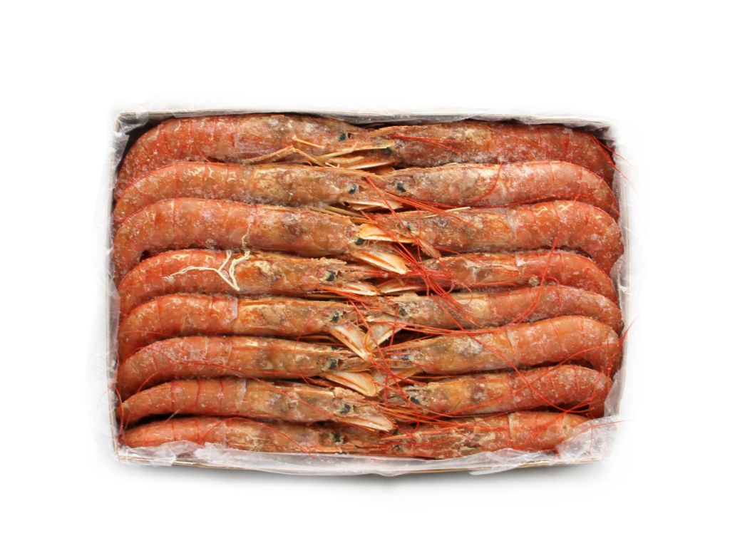 GAMBERO ARGENTINO L1 BORDO