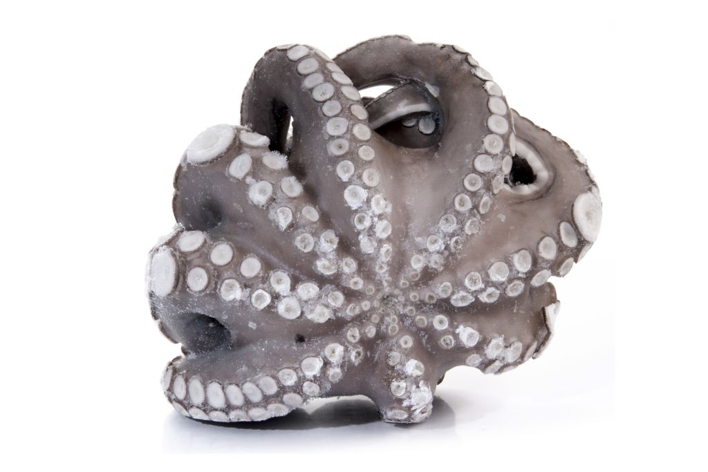 POLPO MAROCCO T4 1,5/2kg IQF