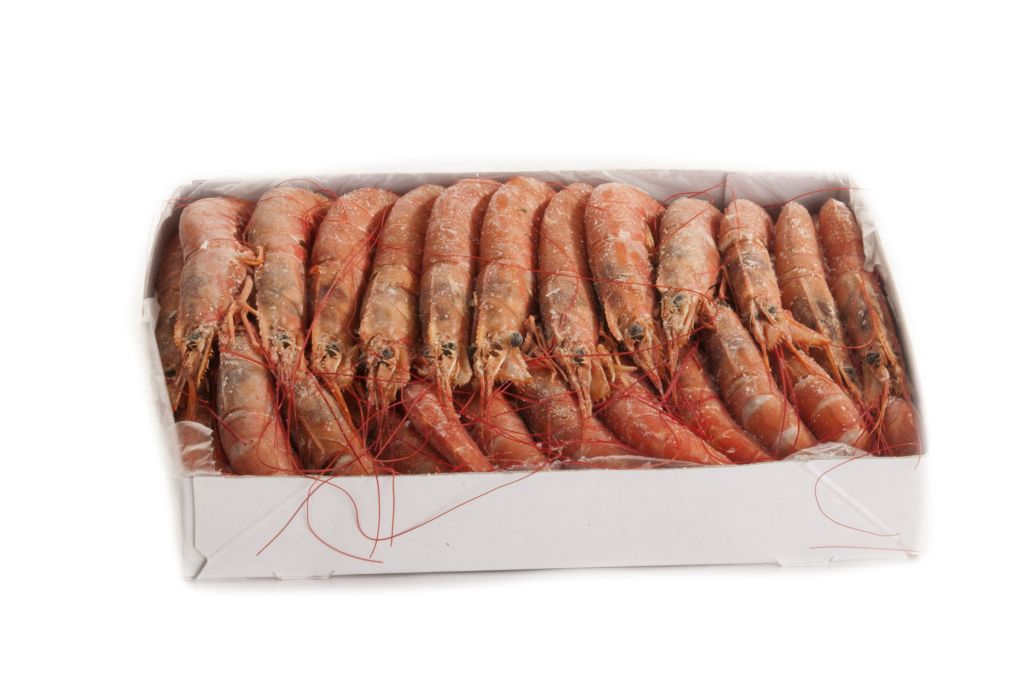 GAMBERO ARGENTINO LG2 ARBUMASA  BORDO