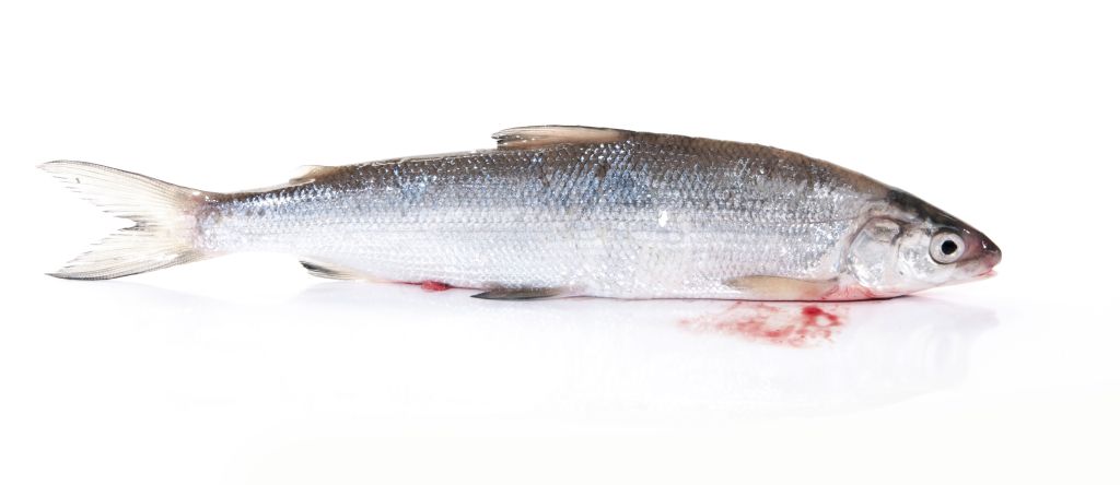 COREGONE LAVARELLO PICCOLO EVISCERATO FR