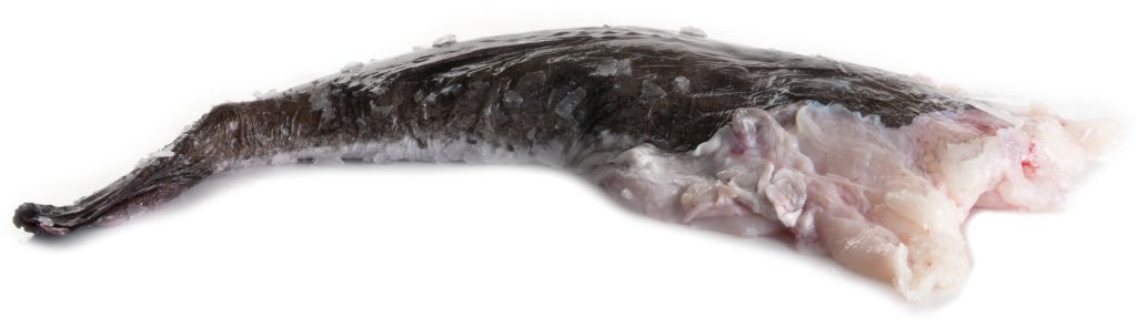 CODA RANA PESCATRICE 1/2 FR