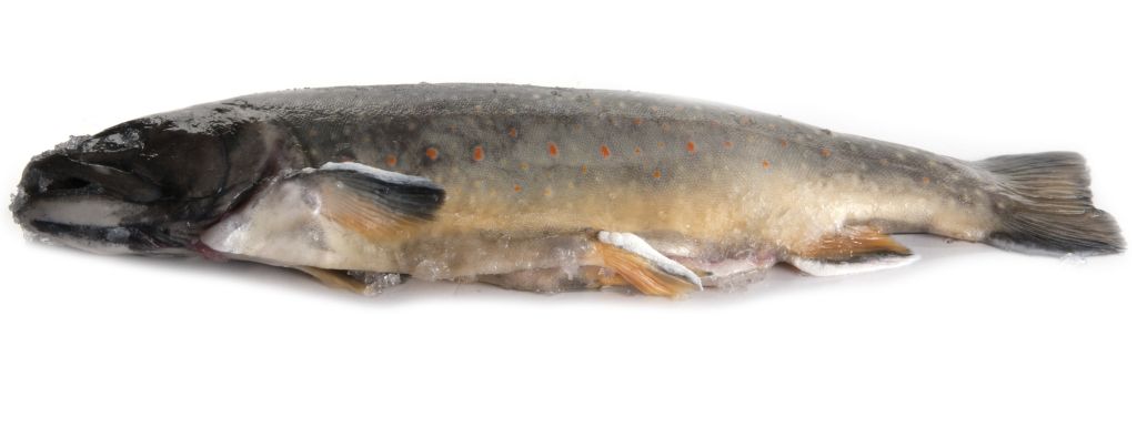 SALMERINO ALPINO EVISCERATO FR