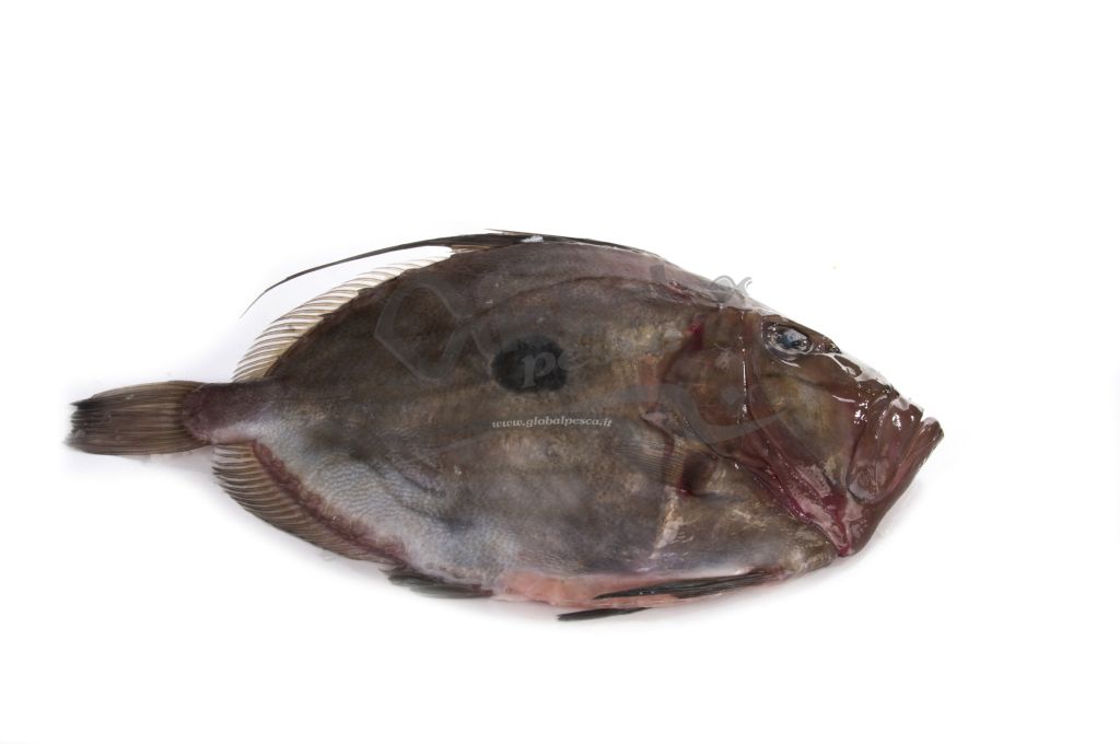 PESCE SAN PIETRO 2+ FR