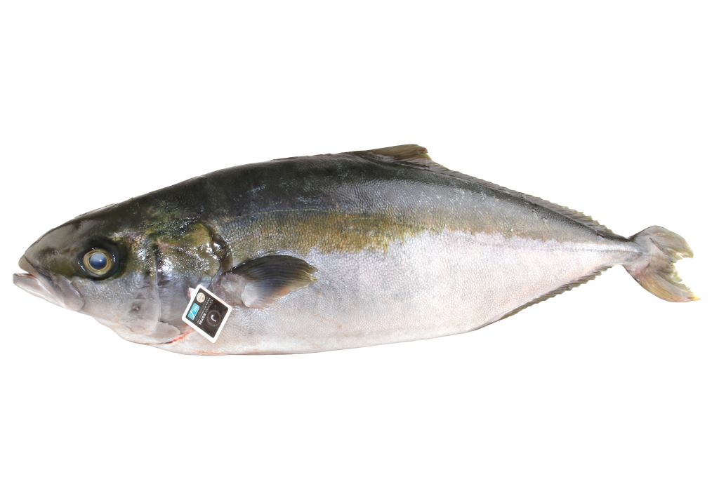 RICCIOLA OCEANICA 1+ FR