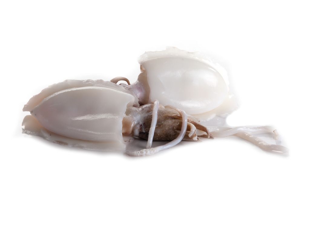 SEPPIA MEDIA DECONGELATO