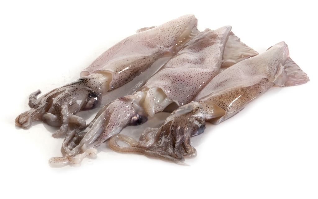 CALAMARO PATAGONICO SPORCO C4L DECONGELATO