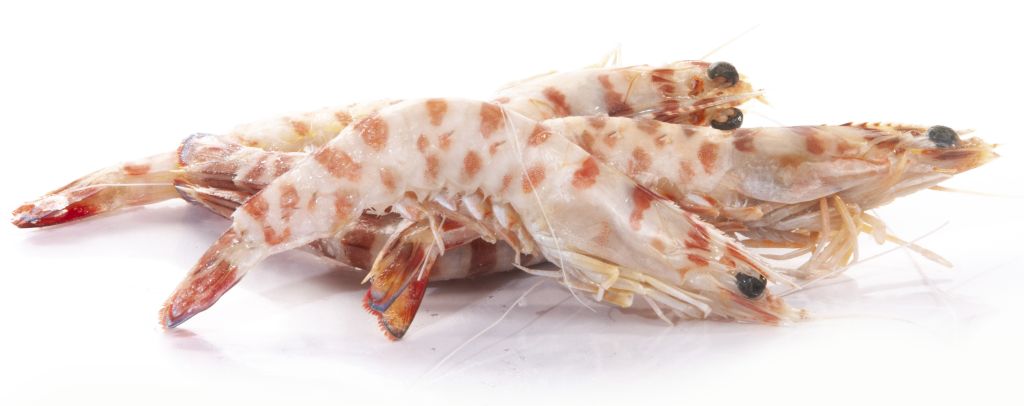 MAZZANCOLLA EXTRA SECONDA DECONGELATO