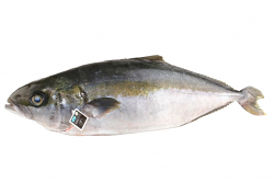 RICCIOLA OCEANICA 1+ FR