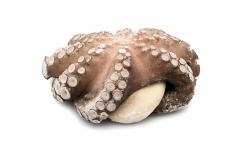 POLPO T5 IQF SENEGAL 12kg