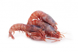 GAMBERO VIOLA 3 MEDIPESCA CO