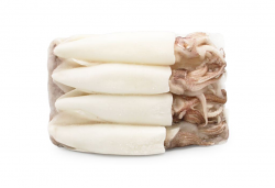 CALAMARO INDOPACIFICO PULITO U/5 INDONESIA