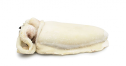 SEPPIA PULITA 50/100 CIUFFO PULITO IQF MAROCCO