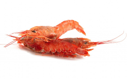 GAMBERO ARGENTINO LG1 ARBUMASA BORDO