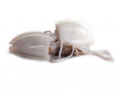 SEPPIA MEDIA DECONGELATO