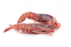 GAMBERO VIOLA 1 MEDIPESCA CO