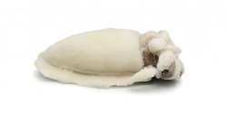 SEPPIA PULITA 500/1000 IQF MAROCCO