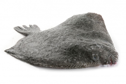 ROMBO CHIODATO ALLEVATO 1000/1500 FR