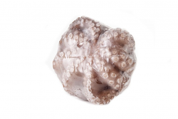 POLPO MOY FIORE 2/3kg IQF CO