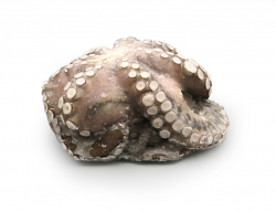 POLPO INDOPACIFICO 2000/UP IQF INDONESIA