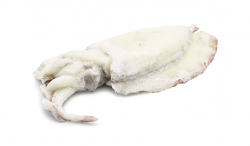 SEPPIA PULITA 2000/UP IQF NORMA