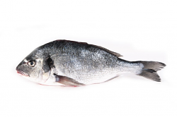 ORATA 300/380 EVISCERATA SQUAMATA FR