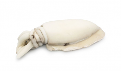 SEPPIA INDOPACIFICA PULITA U/1 IQF INDIA