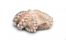 POLPO T4 IQF SENEGAL 12kg