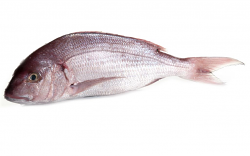 DENTICE GIBBOSO 1000+ FR