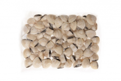 VONGOLA DEL PACIFICO BIANCA 60/80 PRECOTTA