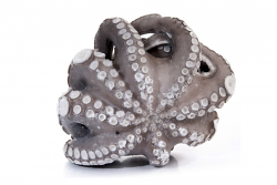 POLPO MAROCCO T4 1,5/2kg IQF