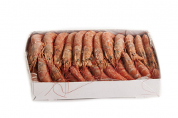 GAMBERO ARGENTINO LG2 ARBUMASA  BORDO