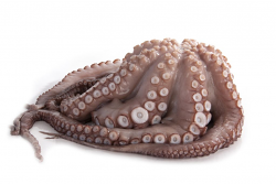 POLPO 1/2 LAVORATO DECONGELATO