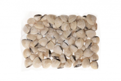 VONGOLA DEL PACIFICO BIANCA 60/80