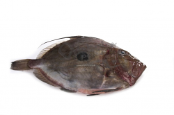 PESCE SAN PIETRO 2+ FR