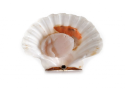 CAPPASANTA ATLANTICA 1/2 GUSCIO FR