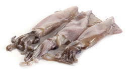 CALAMARO PATAGONICO SPORCO C4L DECONGELATO