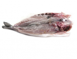 ORATA 400/580 SPACCATA CON TESTA FR