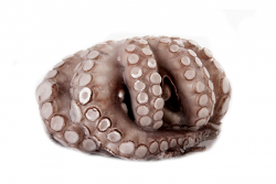 POLPO MAROCCO T5 1/1,5kg IQF