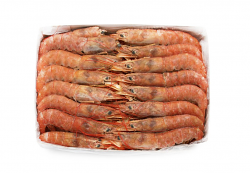 GAMBERO ARGENTINO L1 BORDO