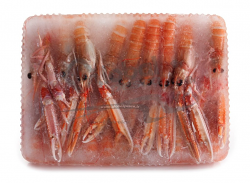 SCAMPO EXTRA SICILIA 1 MEDIPESCA CO