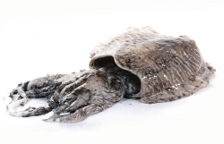 SEPPIA NERA ESTERA FR