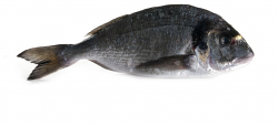ORATA 400/580 FR