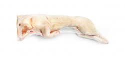 MAIALINO INTERO C/O 8/10kg CO
