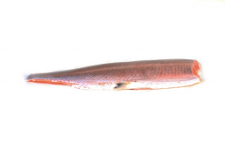 SALMONE 4/5 FILETTO SENZA PELLE 1.40-1.60 FR