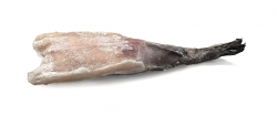 RANA PESCATRICE DEL PACIFICO CODA 200/300