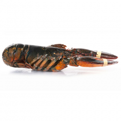 ASTICE AMERICANO PESCHERIA CO