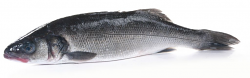 BRANZINO 600/780 FR